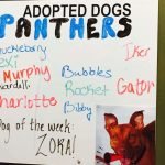 Humane Society Board