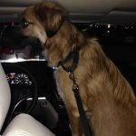 Gator's Freedom Ride
